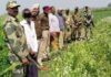 BSF ਇੰਟੈਲੀਜੈਂਸ-ਪੰਜਾਬ ਪੁਲਿਸ ਨੇ ਕੀਤਾ ਵੱਡਾ ਖੁਲਾਸਾ, ਪੰਜਾਬ ‘ਚ ਹੋ ਰਹੀ ਅਫੀਮ ਦੀ ਖੇਤੀ, ਦੋਸ਼ੀ ਗ੍ਰਿਫਤਾਰ BSF ਇੰਟੈਲੀਜੈਂਸ-ਪੰਜਾਬ ਪੁਲਿਸ ਨੇ ਕੀਤਾ ਵੱਡਾ ਖੁਲਾਸਾ, ਪੰਜਾਬ 'ਚ ਹੋ ਰਹੀ ਅਫੀਮ ਦੀ ਖੇਤੀ, ਦੋਸ਼ੀ ਗ੍ਰਿਫਤਾਰ