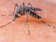 ਘਰ ‘ਚ ਬਣਾਓ ਕੁਦਰਤੀ ਮੱਛਰ ਭਜਾਉਣ ਵਾਲੀ ਸਪਰੇਅ, ਜਾਣੋ ਤਰੀਕਾ ਘਰ 'ਚ ਬਣਾਓ ਕੁਦਰਤੀ ਮੱਛਰ ਭਜਾਉਣ ਵਾਲੀ ਸਪਰੇਅ, ਜਾਣੋ ਤਰੀਕਾ