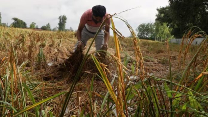 Punjab farmers forced to buy more products with subsidized urea and DAP as 'tagging' continues