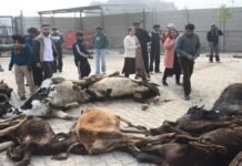 50 ਗਊਆਂ ਦੀਆਂ ਲਾਸ਼ਾਂ ਵਿਗੜ ਚੁੱਕੀਆਂ ਮਿਲੀਆਂ, ਮੁੱਖ ਸਕੱਤਰ ਨੇ ਸਾਰੇ ਗਊ ਸ਼ੈਲਟਰਾਂ ਦੀ 24×7 ਸੀਸੀਟੀਵੀ ਨਿਗਰਾਨੀ ਦੇ ਹੁਕਮ ਦਿੱਤੇ 50 ਗਊਆਂ ਦੀਆਂ ਲਾਸ਼ਾਂ ਵਿਗੜ ਚੁੱਕੀਆਂ ਮਿਲੀਆਂ, ਮੁੱਖ ਸਕੱਤਰ ਨੇ ਸਾਰੇ ਗਊ ਸ਼ੈਲਟਰਾਂ ਦੀ 24×7 ਸੀਸੀਟੀਵੀ ਨਿਗਰਾਨੀ ਦੇ ਹੁਕਮ ਦਿੱਤੇ