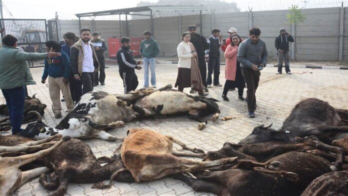 50 ਗਊਆਂ ਦੀਆਂ ਲਾਸ਼ਾਂ ਵਿਗੜ ਚੁੱਕੀਆਂ ਮਿਲੀਆਂ, ਮੁੱਖ ਸਕੱਤਰ ਨੇ ਸਾਰੇ ਗਊ ਸ਼ੈਲਟਰਾਂ ਦੀ 24×7 ਸੀਸੀਟੀਵੀ ਨਿਗਰਾਨੀ ਦੇ ਹੁਕਮ ਦਿੱਤੇ